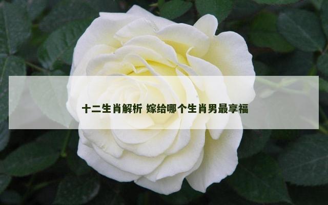 十二生肖解析 嫁给哪个生肖男最享福