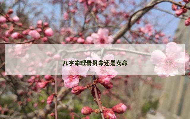 八字命理看男命还是女命