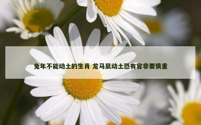 兔年不能动土的生肖 龙马鼠动土恐有官非要慎重