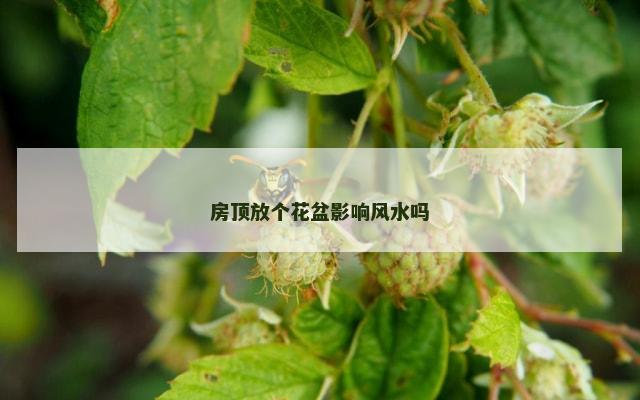 房顶放个花盆影响风水吗
