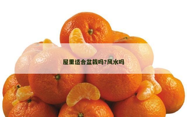屋里适合盆栽吗?风水吗