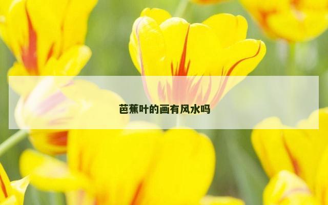 芭蕉叶的画有风水吗