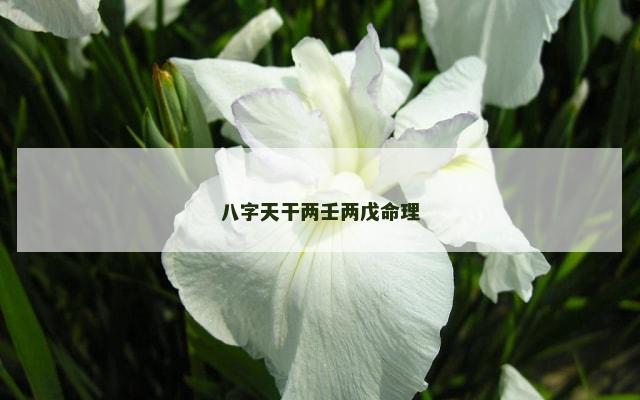 八字天干两壬两戊命理