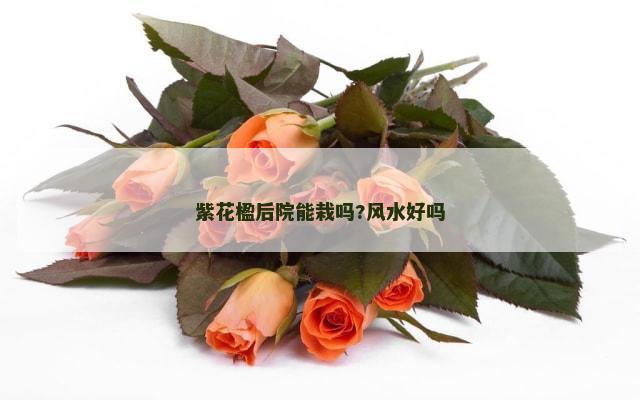 紫花楹后院能栽吗?风水好吗