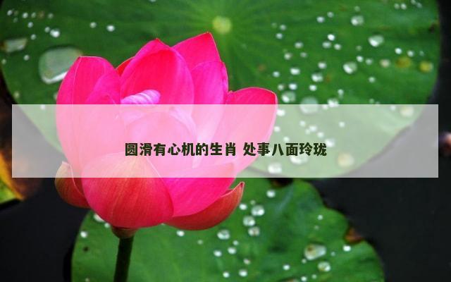 圆滑有心机的生肖 处事八面玲珑