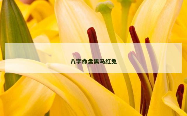 八字命盘黑马红兔