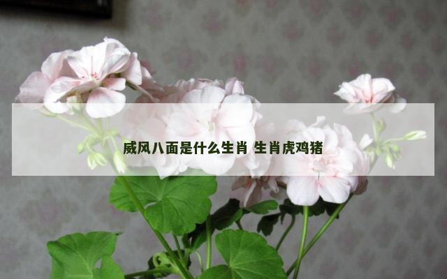 威风八面是什么生肖 生肖虎鸡猪
