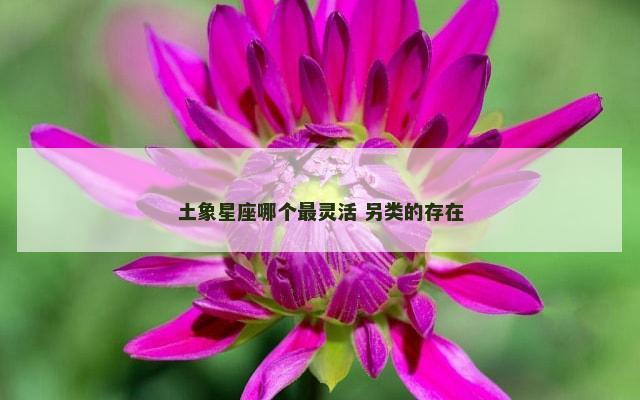 土象星座哪个最灵活 另类的存在