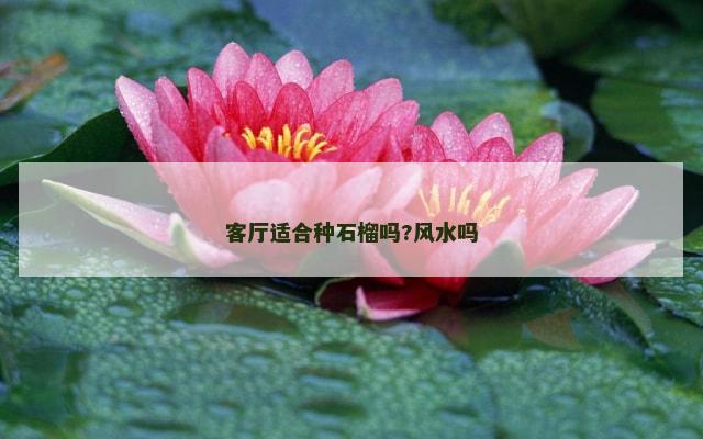 客厅适合种石榴吗?风水吗