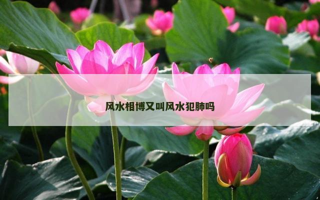 风水相博又叫风水犯肺吗