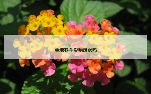 墓地养羊影响风水吗