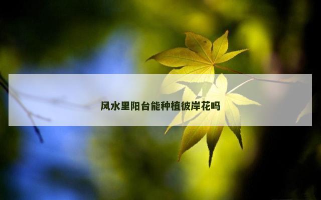 风水里阳台能种植彼岸花吗