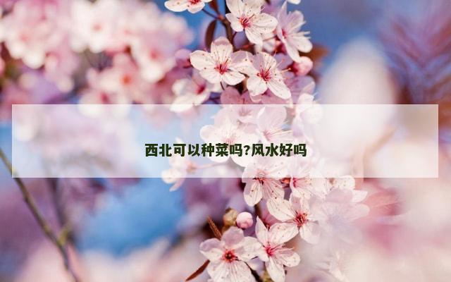 西北可以种菜吗?风水好吗