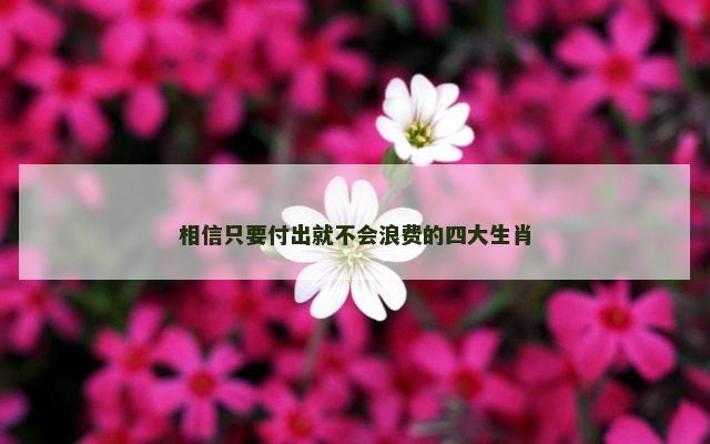 相信只要付出就不会浪费的四大生肖