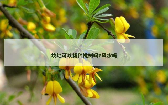 坟地可以栽种桃树吗?风水吗