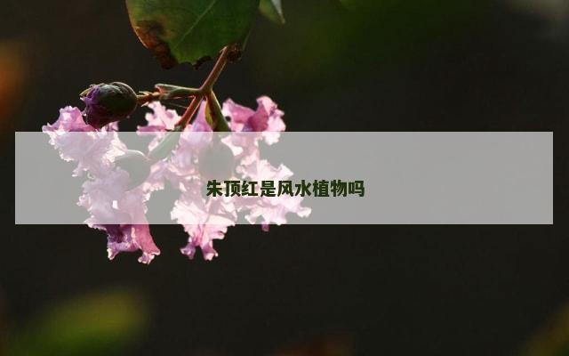 朱顶红是风水植物吗