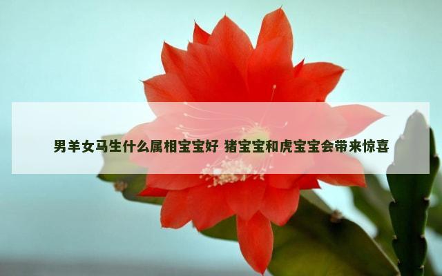 男羊女马生什么属相宝宝好 猪宝宝和虎宝宝会带来惊喜