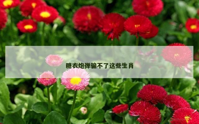 糖衣炮弹骗不了这些生肖