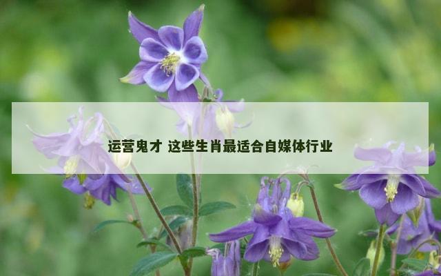 运营鬼才 这些生肖最适合自媒体行业
