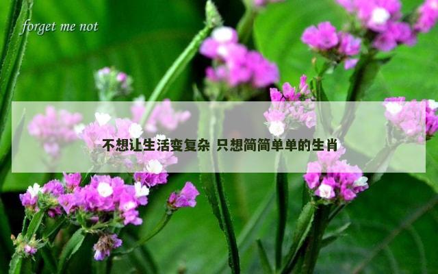 不想让生活变复杂 只想简简单单的生肖