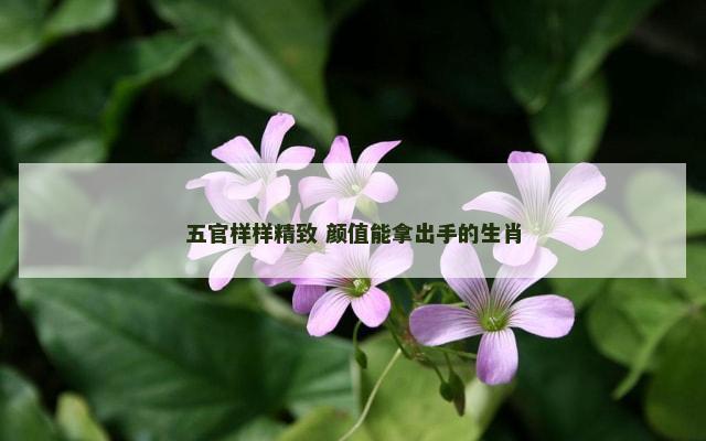 五官样样精致 颜值能拿出手的生肖