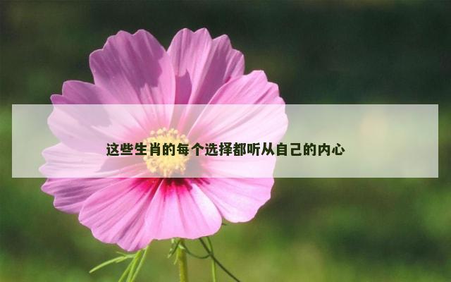 这些生肖的每个选择都听从自己的内心