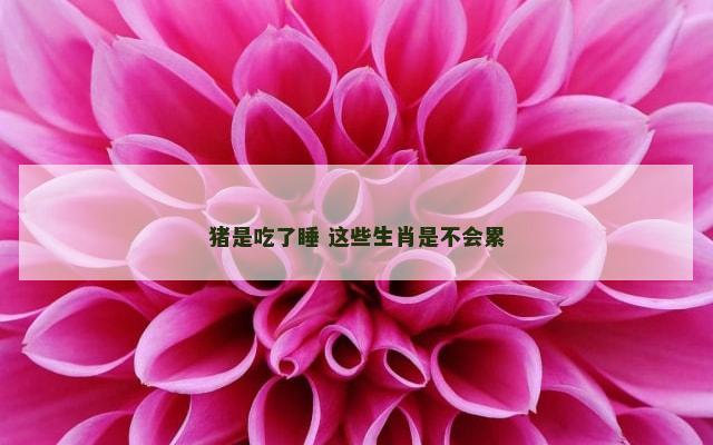 猪是吃了睡 这些生肖是不会累