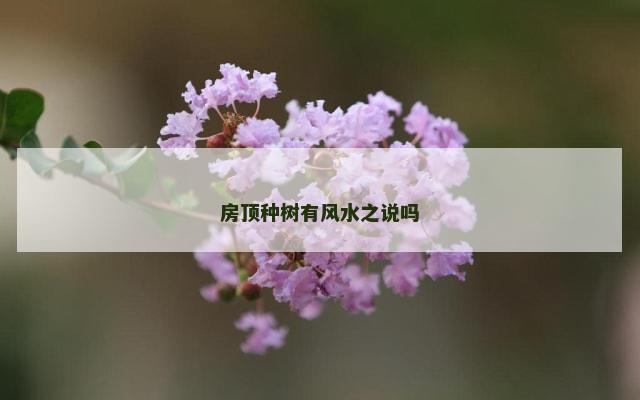 房顶种树有风水之说吗