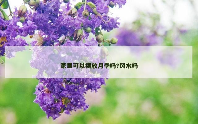 家里可以摆放月季吗?风水吗