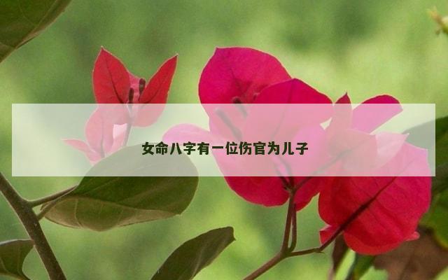 女命八字有一位伤官为儿子
