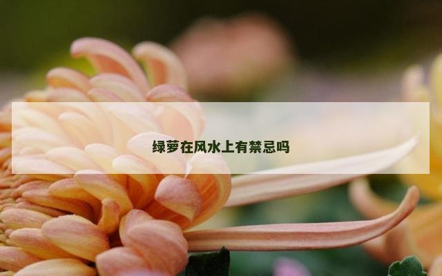 绿萝在风水上有禁忌吗