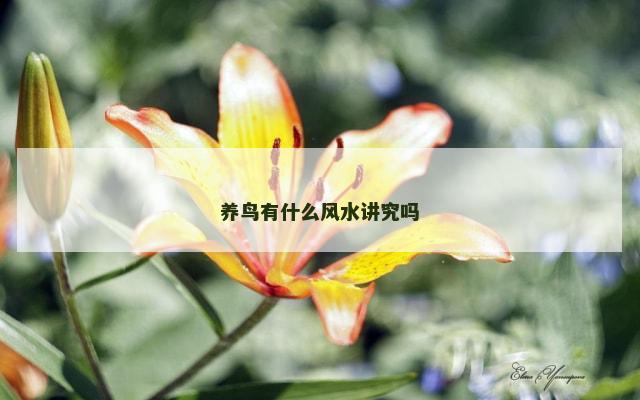 养鸟有什么风水讲究吗