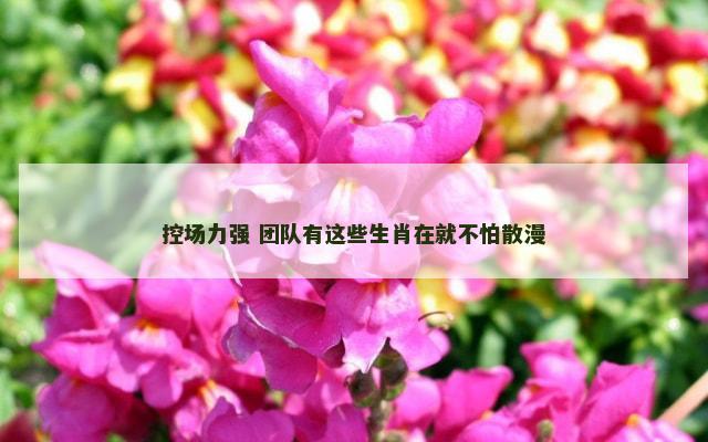 控场力强 团队有这些生肖在就不怕散漫