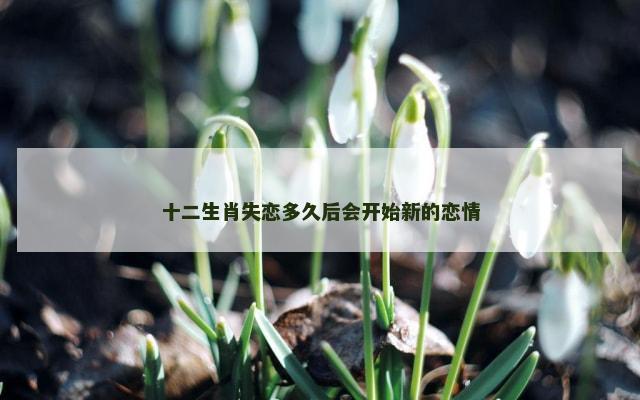 十二生肖失恋多久后会开始新的恋情