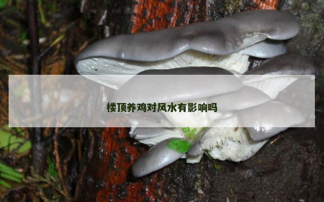 楼顶养鸡对风水有影响吗