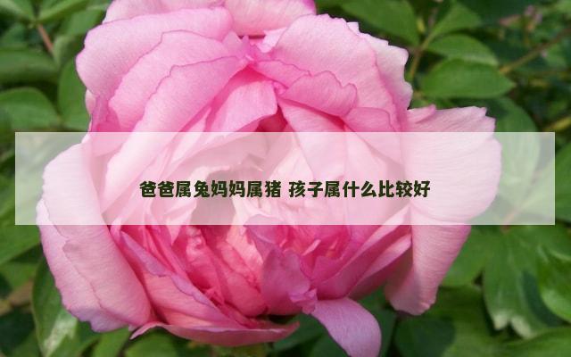 爸爸属兔妈妈属猪 孩子属什么比较好
