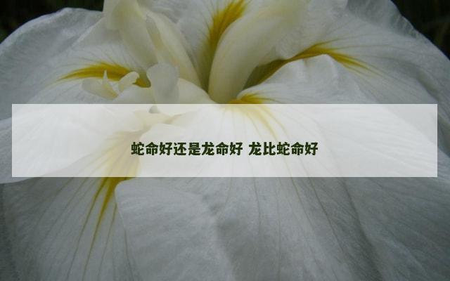 蛇命好还是龙命好 龙比蛇命好