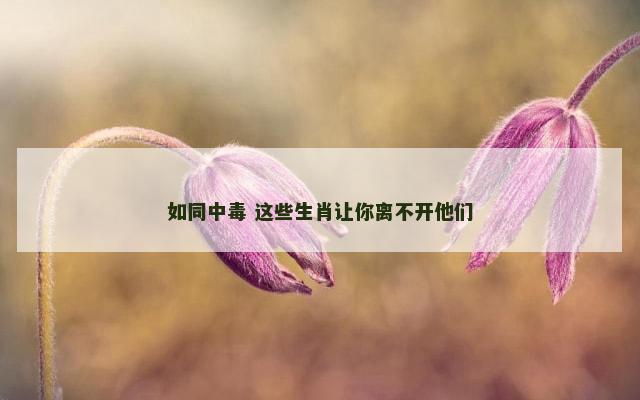 如同中毒 这些生肖让你离不开他们