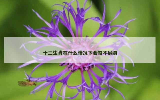 十二生肖在什么情况下会奋不顾身