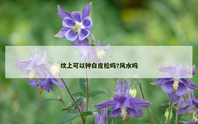 坟上可以种白皮松吗?风水吗