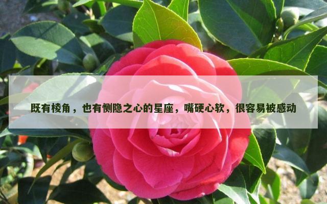 既有棱角，也有恻隐之心的星座，嘴硬心软，很容易被感动