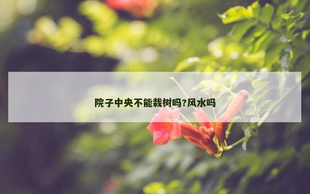 院子中央不能栽树吗?风水吗