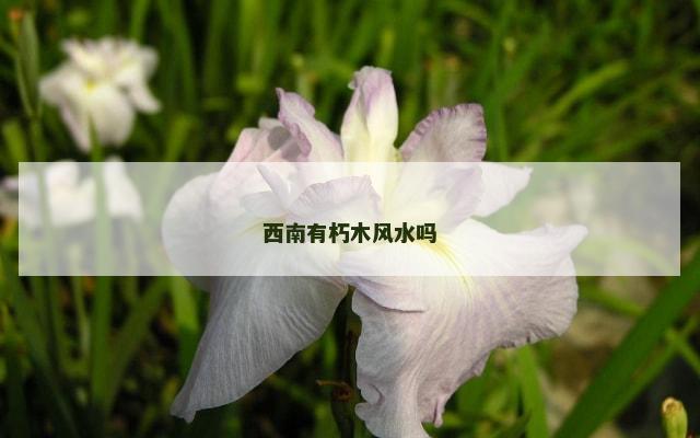 西南有朽木风水吗