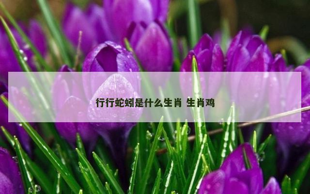 行行蛇蚓是什么生肖 生肖鸡