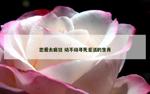 恋爱太疯狂 动不动寻死觅活的生肖