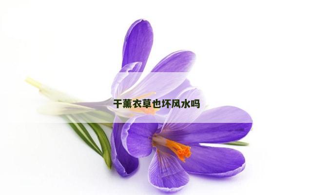 干薰衣草也坏风水吗