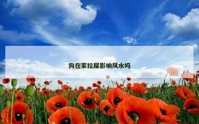 狗在家拉屎影响风水吗