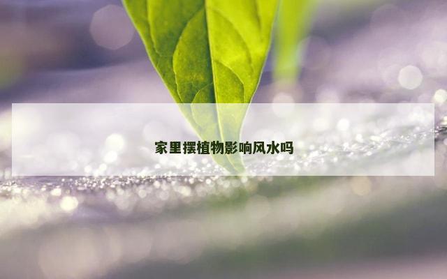 家里摆植物影响风水吗