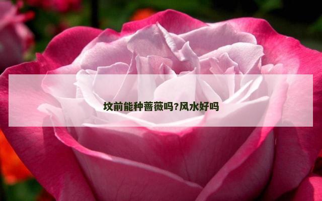 坟前能种蔷薇吗?风水好吗