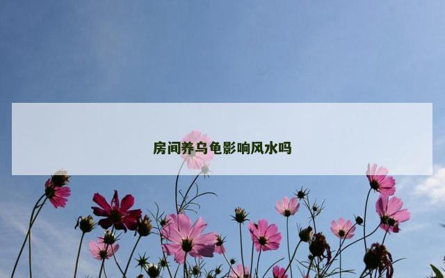 房间养乌龟影响风水吗